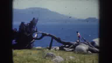 California USA (1952): The Women Are Walking On The Tree Looking For Beautiful