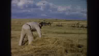 South Dakota USA (1953): Wild Animals Roam With Owners In Vast Open Land