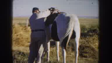 South Dakota USA (1953): The Person Is Doing To Ready The Horse For Going Riding