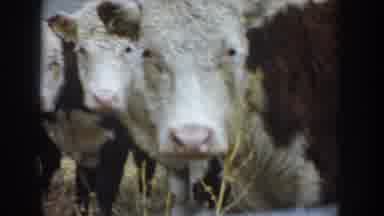 South Dakota USA (1953): A Herd Of Fat Cattle Good For Slaughter To Bring Food To