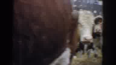 South Dakota USA (1953): Numerous Brown And White Cows Wander In The Pasture