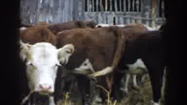 South Dakota USA (1953): Brown And White Cows Meandering About In Their Pen