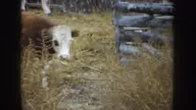 South Dakota USA (1953): Herd Of Cattle Moving From One Pen To Another Together