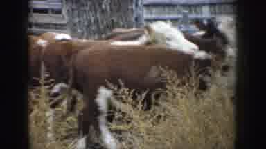 South Dakota USA (1953): A Herd Of Cows Roaming In A Dry Patch Of Grass By The