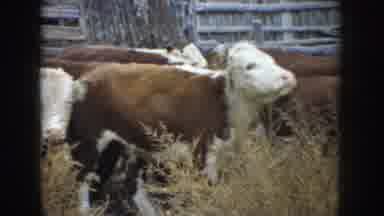 South Dakota USA (1953): Special Animals Union Farm Care