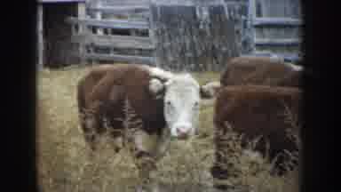 South Dakota USA (1953): Cows Grass Field Bunch Milk Meat Domestic Shed Attendee