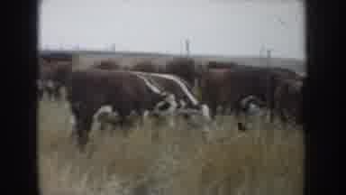 South Dakota USA (1953): Pack Of Cows And Cowboys With Horses And Cars Outside