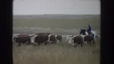 South Dakota USA (1953): Land That Shows A Quantity Of Cattle Feeding In The