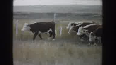 South Dakota USA (1953): The Cows Are All Going To Someone Place All Going