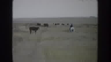 South Dakota USA (1953): Cow On The Grass Near A Man Riding On Horse And After