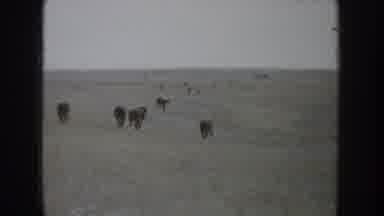 South Dakota USA (1953): Two Person Going To The Forest And Horse Riding And Many