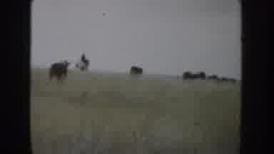 South Dakota USA (1953): A Man Riding His Horse, Accompanying His Cattle Flock