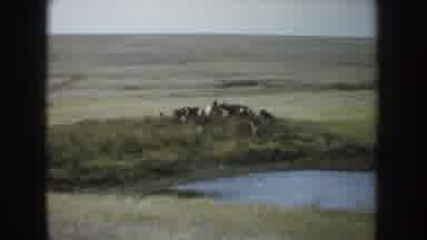 SOUTH DAKOTA USA-1953: Cattle Drinking At Waterhole In Prairie