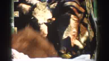 South Dakota USA (1953): A Plane Surprised To The Farmer And All Their Animals