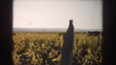 South Dakota USA (1953): Woman With Man In Rural Area Accompany The Work Of Cattle