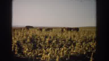 South Dakota USA (1953): Cows Roaming Open Pasture Eating Corn And A Long Straight