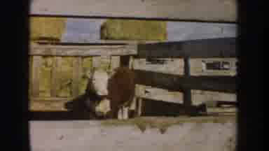 South Dakota USA (1953): Field Calf Moving Around