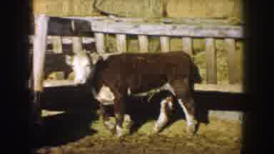 South Dakota USA (1953): Sneaky Farm Cow Trying To Sneak Out Of Gate And Realized