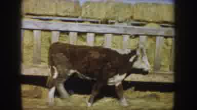 South Dakota USA (1953): The Cow Is Staying In The Shed,These Are Playing Now