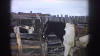 South Dakota USA (1953): Saddled Horse And Hereford Cattle In A Pen With A