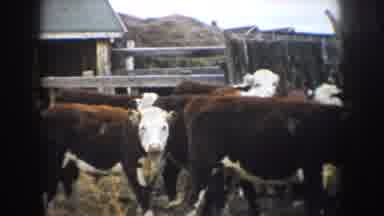 South Dakota USA (1953): Cows Standing In A Field Eating Grass