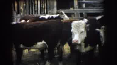 South Dakota USA (1953): Brown And White Cows In The Stockyard