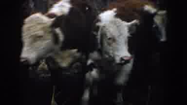 South Dakota USA (1953): Cows Being Corralled Into Their Pens Under The Watchful