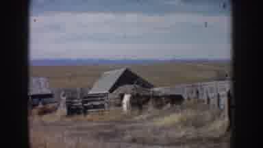 South Dakota USA (1953): A Beautiful View Of Cow Shed Cows And A Running Rabbit