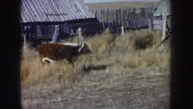 South Dakota USA (1953): Cow Walking In Forest