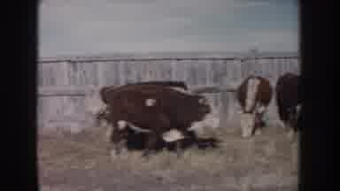 South Dakota USA (1953): Brown And White Cattle In Penned Area In Western Ranch