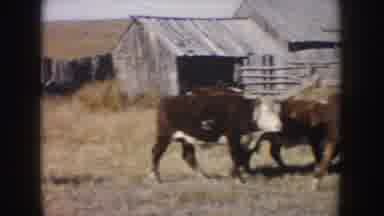 South Dakota USA (1953): Brown And White Cows Walking In A Dry Looking Grassy