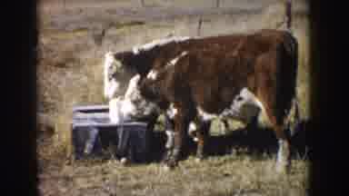South Dakota USA-1953: Two Little Cows Eating Salt In Pasture