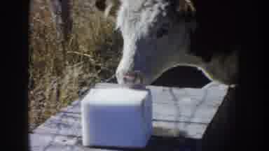 South Dakota USA (1953): Hereford Cattle Licking A Block Of Salt On A Wooden