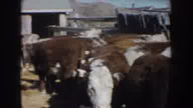 South Dakota USA (1953): Cows Being Corralled In A Pen