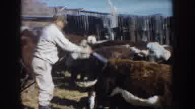 South Dakota USA (1953): A Man Hosing Off A Herd Of Cows Inside A Fence