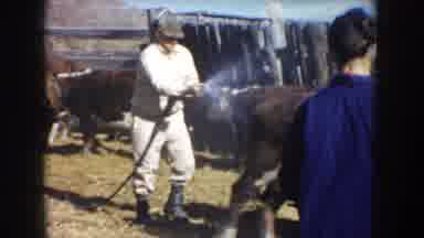 South Dakota USA (1953): Breeder Throws Water On Oxen Inside Stable With The