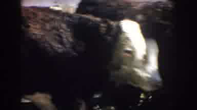 South Dakota USA (1953): The Goats Passing And The Woman Mange Them In The Line In