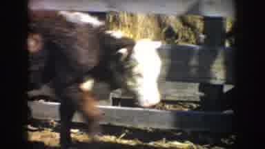 South Dakota USA (1953): Cows Walking Around A Farm Where A Farmer Wants To Feed