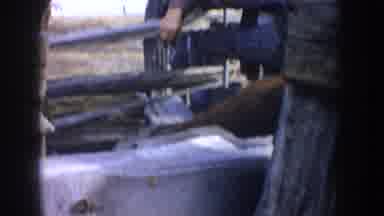 South Dakota USA (1953): Old Footage Of Cowboy Releasing Cattle Out Of Pen Into