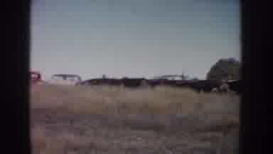 South Dakota USA (1953): Cows Roaming In A Field On A Farm Vintage Film
