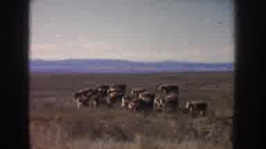 South Dakota USA (1953): Two Scenes Of Cows Walking In A Field