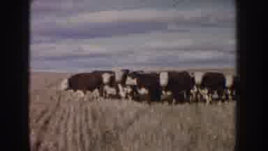 South Dakota USA (1953): Herd Of Fat Cattle In The Pasture Walking And Eating A