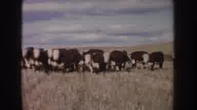 South Dakota USA-1953: Herd of Cows Walking Across Dry Field
