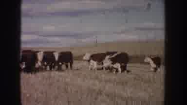 South Dakota USA (1953): Cows Are Standing In The Grass