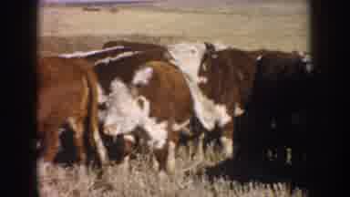 South Dakota USA (1953): Hereford Cattle Herd Together In A Field In The Winter
