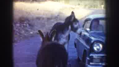 Idaho USA (1955): The Donkey Free Roaming On The Road And One Man Was Sit In The