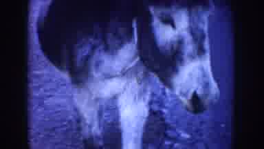 Idaho USA (1955): Donkeys By The Road, Traveling Along Donkeys