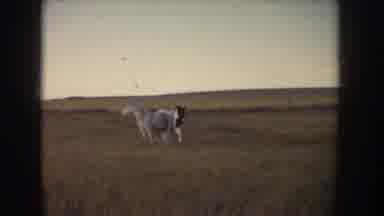 Idaho USA (1955): Two White Beautiful Horses Free Roaming In A Grass Field