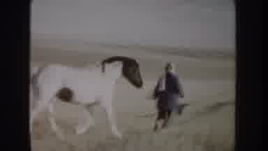 Idaho USA (1955): Horse Was Walking