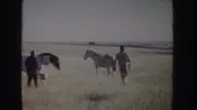 Idaho USA (1955): Two Horses In A Field Being Taken Care Of By People And Then One